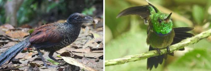 从热带雨林的动物声音中识别生物多样性