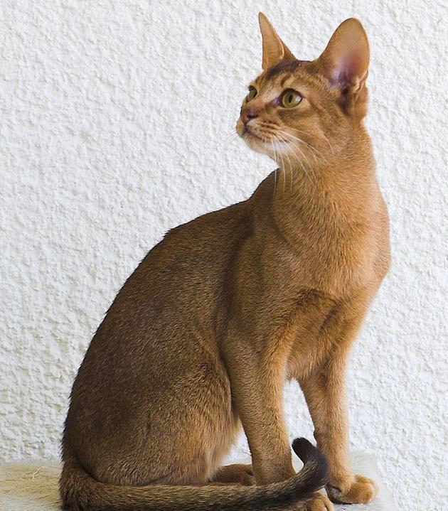 阿比西尼亚猫与德文猫对比？ 埃及猫阿比西尼亚