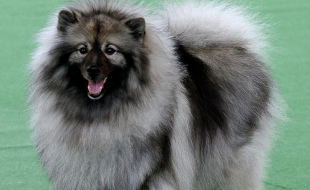 世界十大萌的宠物狗(世界十大可爱宠物) 荷兰毛狮犬能长到多大