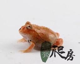 养一只角蛙费钱吗？ 霸王角蛙多少钱一只
