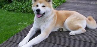 秋田犬是哪个国家的品种 日本犬种大全 秋田犬
