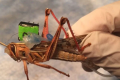 工程师建造机器人蝗虫研究气味引导导航