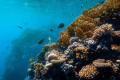 珊瑚礁研究中发现的偏见