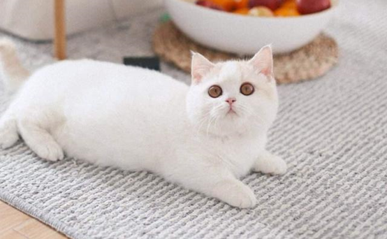 矮脚猫的价格在多少之间? 蓝白矮脚猫多少钱一只