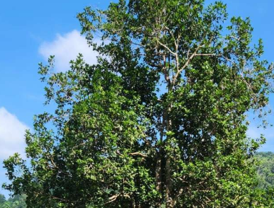 洪都拉斯北部发现新木兰树种