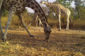 为期三年的人口研究支持拯救喀麦隆科尔多凡长颈鹿的斗争