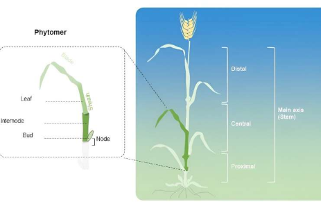 研究人员阐明了大麦节间伸长的变异性和适应性