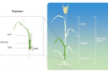 研究人员阐明了大麦节间伸长的变异性和适应性