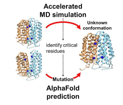 分子模拟人工智能工具揭示了转运蛋白未解析的结构