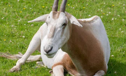 圣路易斯动物园帮助羚羊物种从濒临灭绝的状态中恢复过来