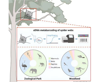 大自然的 DNA 陷阱蜘蛛网为野生动物研究带来新气象