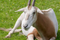 圣路易斯动物园帮助羚羊物种从濒临灭绝的状态中恢复过来