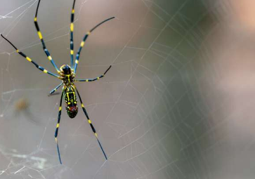 研究表明入侵蜘蛛比大多数本地蜘蛛更能耐受城市景观