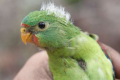 澳大利亚最危险的鸟类有一些共同特征