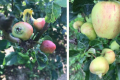 研究发现在农场种植花卉时捕食性昆虫可以保护苹果免受害虫侵害