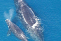 北大西洋雌性露脊鲸体型变小导致产仔数减少
