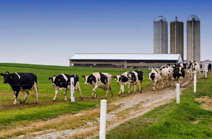 奶牛中新出现的沙门氏菌品种被发现会恶化抗菌素耐药性