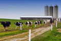 奶牛中新出现的沙门氏菌品种被发现会恶化抗菌素耐药性