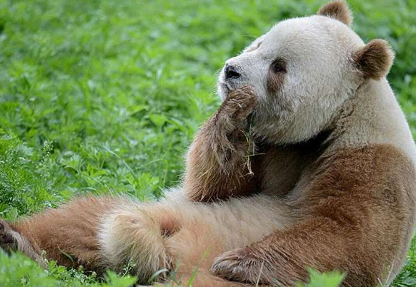 研究人员发现棕色大熊猫的基因突变