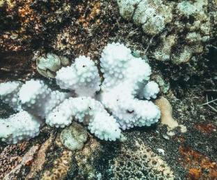 新研究表明微生物影响珊瑚白化的易感性