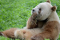 研究人员发现棕色大熊猫的基因突变
