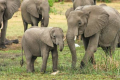 血液学发现可能会改善大象的医疗监测和预防性护理