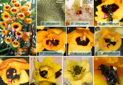 在热带亚洲发现了一种新的油花/油蜂授粉互利共生关系涉及雄蜂授粉兰花