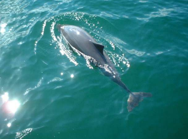 科学家发出警报每年有太多港湾鼠海豚死于渔网中