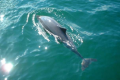 科学家发出警报每年有太多港湾鼠海豚死于渔网中