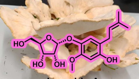 揭开 inaoside A 的面纱一种源自蘑菇的抗氧化剂