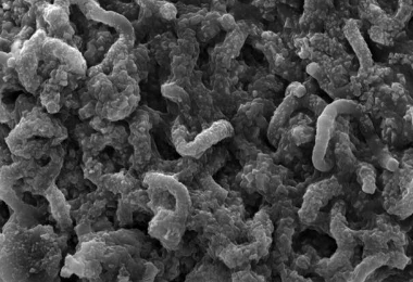 来自加拿大湖的令人惊讶的细菌为古代光合作用提供了新的线索