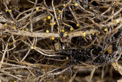 研究人员发现土壤蒸煮可有效防治马铃薯害虫