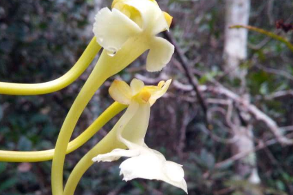 科学家描述了与著名的达尔文兰花相关的新兰花物种