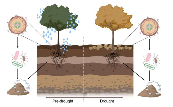 研究表明热带植物通过与特定微生物相互作用来抵抗干旱