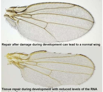 研究人员确定了果蝇再生的关键调节因子