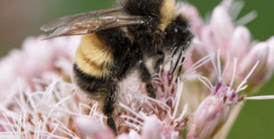 蜜蜂需要食物的时间比推荐的授粉植物早一个月