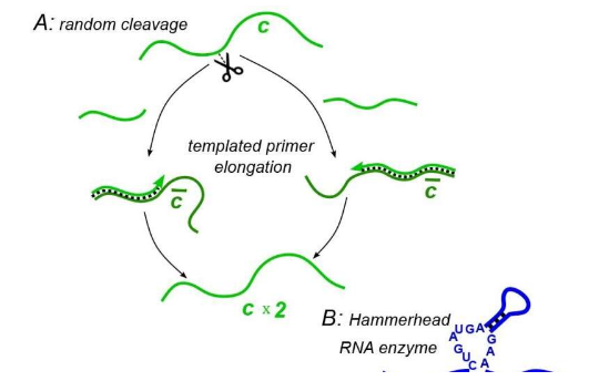 模型表明古代RNA可能如何获得生命所必需的自切割能力