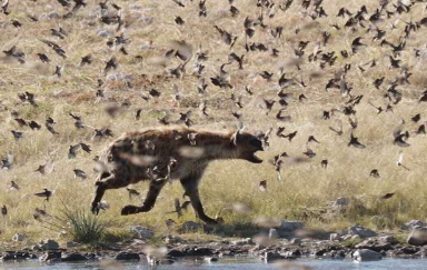 小鸟为纳米比亚斑鬣狗本已多样化的饮食增添了色彩