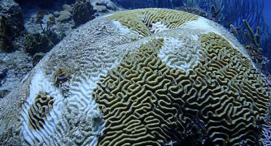 eDNA方法可以实时了解珊瑚礁的健康状况
