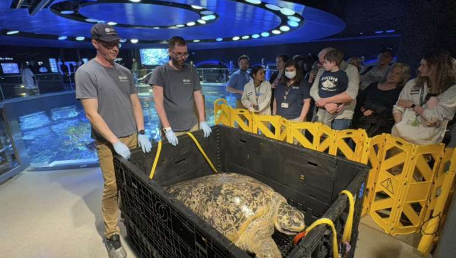 波士顿水族馆饲养了50多年的古代海龟通过了另一项体检