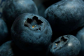 气候变化和森林管理可能威胁蓝莓微生物