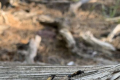 由于气候变化科罗拉多州的蚂蚁正在迁徙