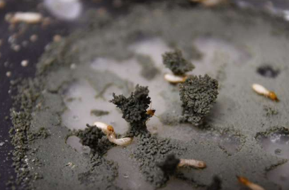 研究人员发现白蚁如何建造巨型巢穴的秘密