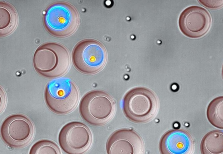 用于免疫细胞筛选的纳米瓶方法揭示了针对前列腺癌的受体