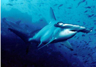 大量扇贝双髻鲨返回澳大利亚最繁忙的海滩之一