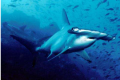 大量扇贝双髻鲨返回澳大利亚最繁忙的海滩之一
