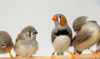 研究人员发现斑胸草雀雏鸟的咿呀学语是记忆歌曲的重要一步