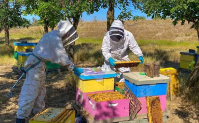 蜜蜂在野外经历多种健康压力