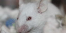 科学家用大鼠细胞再生小鼠神经通路